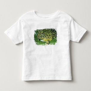 T-shirts Sapo Ornado, (Ceratophrys ornata),