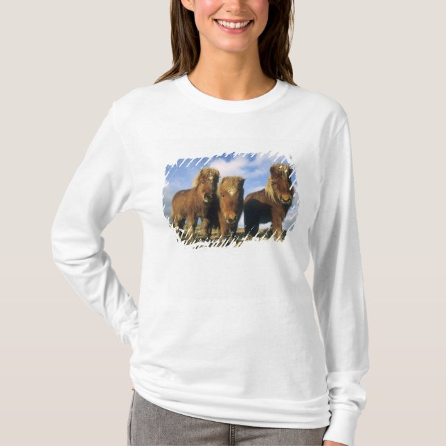 T-shirts Shetland Pony, ilhas Shetland do continente, (Frente)