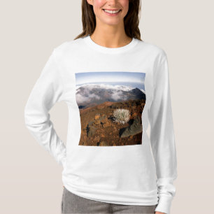 T-shirts Silversword no cume da cratera Haleakala a partir 