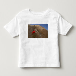 T-shirts Taça de clarete ou cacto de monte Mojave em flor