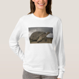 T-shirts Tartaruga gigante de Galapagos Geochelone