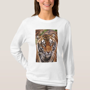T-shirts Tigre-de-bengala, Panthera tigris