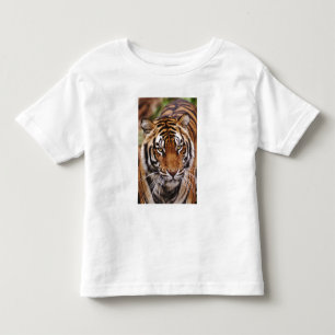 T-shirts Tigre-de-bengala, Panthera tigris