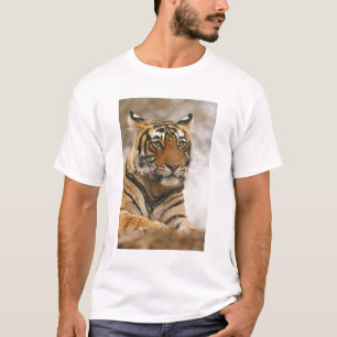 T-shirts Tigre-de-bengala-real sobre a rocha, Ranthambhor