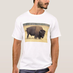 T-shirts Touro de Bisão no Parque Nacional de Yellowstone