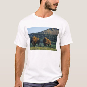 T-shirts Touro de bisão no Parque Nacional Waterton Lakes