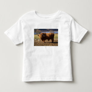 T-shirts Touro de Gado das Terras Altas, Escócia