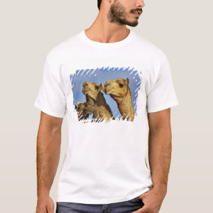 T-shirts Trío de camelos, mercado de camelos, Cairo, Egito