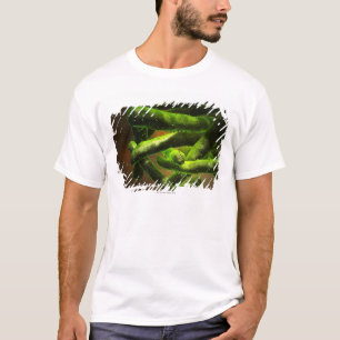 T-shirts Tuberculose de Mycobacterium