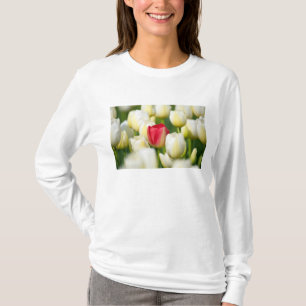 T-shirts Tulipa vermelha em um campo das tulipas brancas