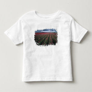 T-shirts Tulipas rosa brilhante e vermelho brilham sob o es