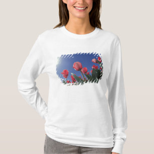 T-shirts Tulipas vermelhas de ângulo muito baixo, Cincinna