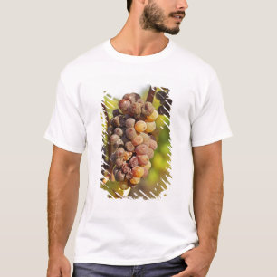 T-shirts Um cacho de uva Semillon mofado no Ch Raymond Lafo