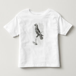 T-shirts Um papagaio, 1786