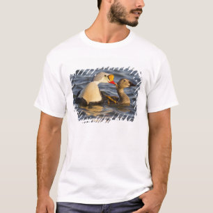 T-shirts Um par de eiders-reis cortejando em uma lagoa da t