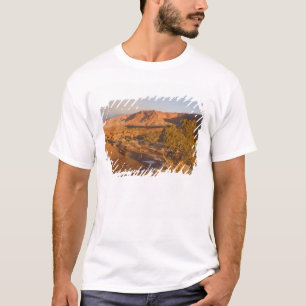 T-shirts Uma árvore de Juniperus osteosperma em 2