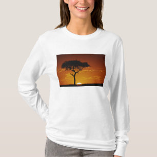 T-shirts Umbrella Thorn Acacia, Acacia tortilis