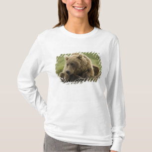 T-shirts Urso pardo, ou Urso Cinzento Costeiro, Ursus
