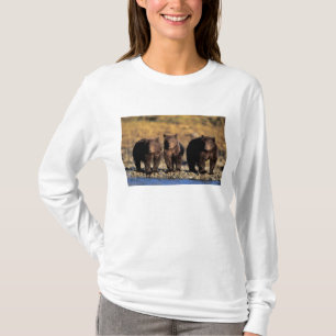 T-shirts Urso pardo, urso marrom, filhotes, Katmai National