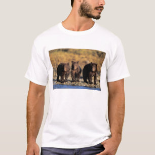 T-shirts Urso pardo, urso marrom, filhotes, Katmai National