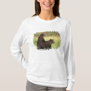 T-shirts urso pardo, Ursus arctos, urso cinzento, Ursus 2
