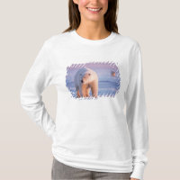 urso polar, Ursus maritimus