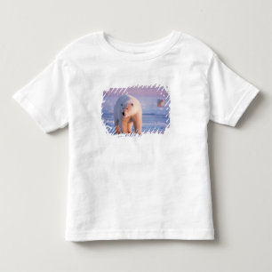 T-shirts urso polar, Ursus maritimus