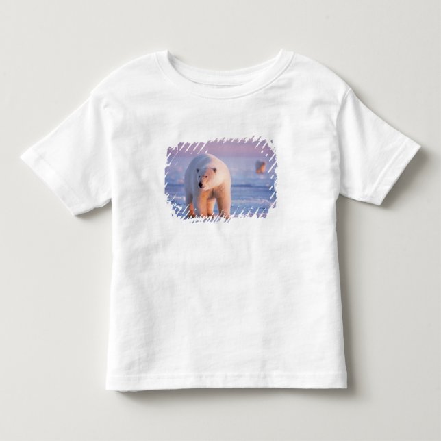 T-shirts urso polar, Ursus maritimus (Frente)