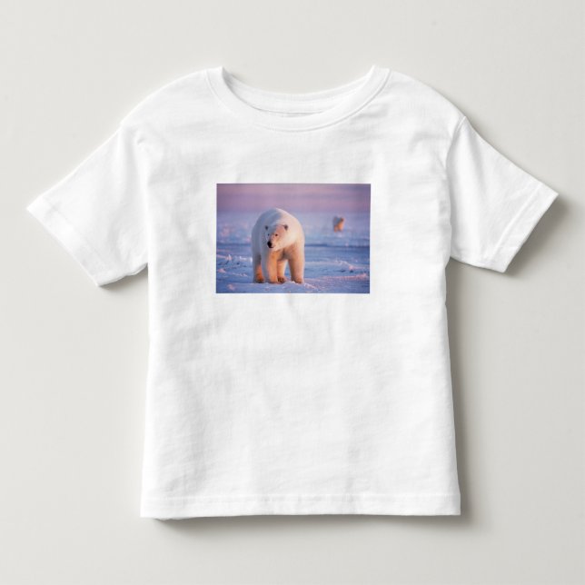 T-shirts urso polar, Ursus maritimus (Frente)