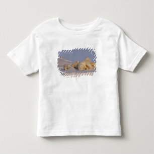 T-shirts urso polar, Ursus maritimus, fêmea brincando