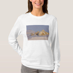 T-shirts urso polar, Ursus maritimus, porca brincando