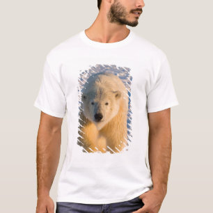 T-shirts urso polar, Ursus maritimus, urso polar no gelo