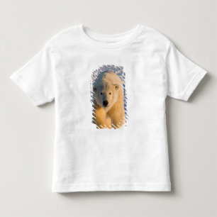 T-shirts urso polar, Ursus maritimus, urso polar no gelo