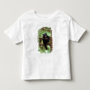 T-shirts urso preto, Ursus americanus, filhote em uma árvor