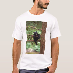 T-shirts urso preto, Ursus americanus, filhote em uma árvor