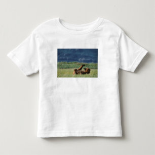 T-shirts Ursos-pardos em brincadeira, Ursus arctos, Alasca