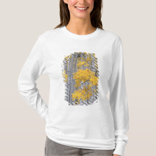 T-shirts UTAH. EUA. Aspen grove (Populus tremuloides) in