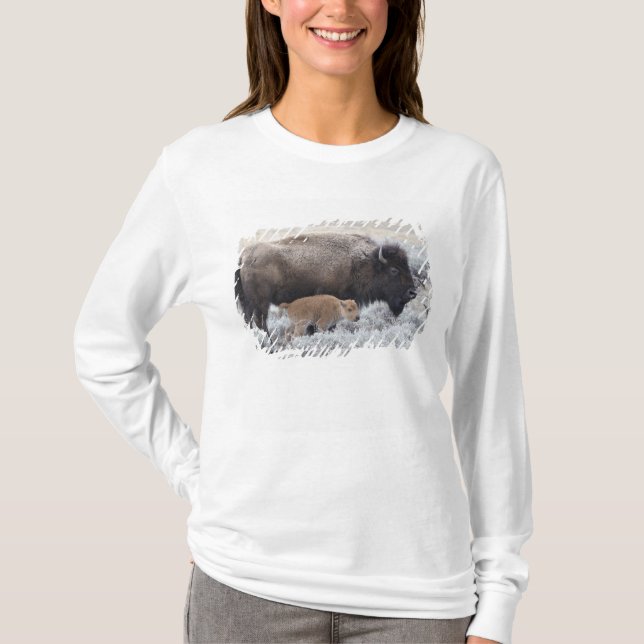 T-shirts Vaca e Vitelo Bison, Yellowstone (Frente)