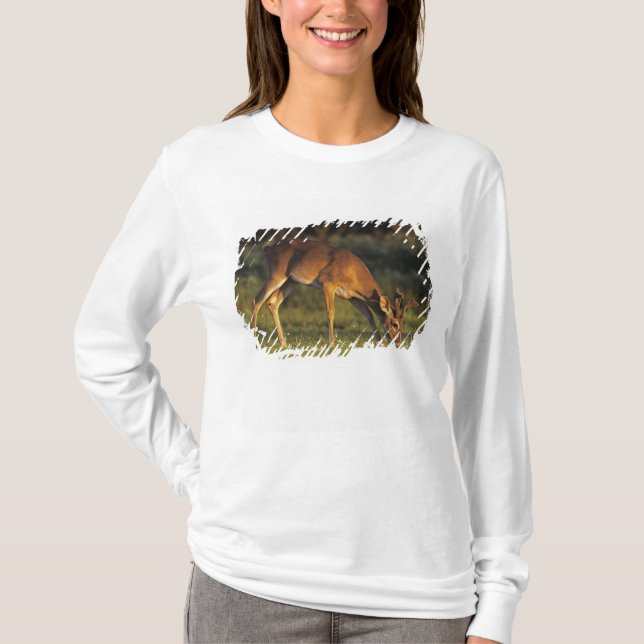 T-shirts Veado-mateiro, Odocoileus virginianus (Frente)