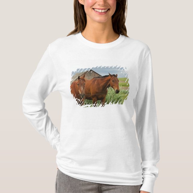 T-shirts Vendo cavalos em um campo no Palouse 3 (Frente)