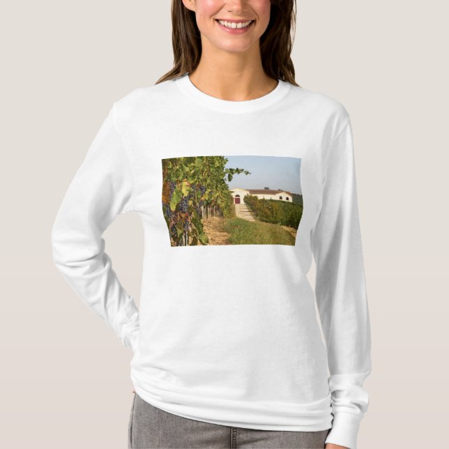 T-shirts Vinhas, videiras petit verdot e a adega ao (Frente)