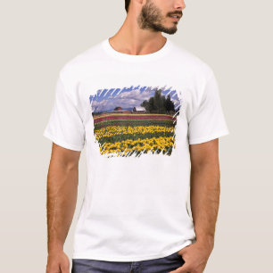 T-shirts WA, Vale do Skagit, Tulipa do Vale do Skagit