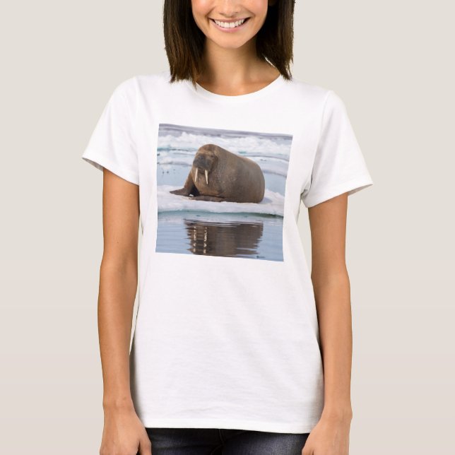 T-shirts Walrus descansando no gelo, Noruega (Frente)