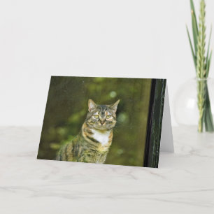 Tabby Cat, cartão