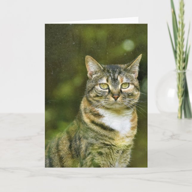 Tabby Cat, cartão (Frente)