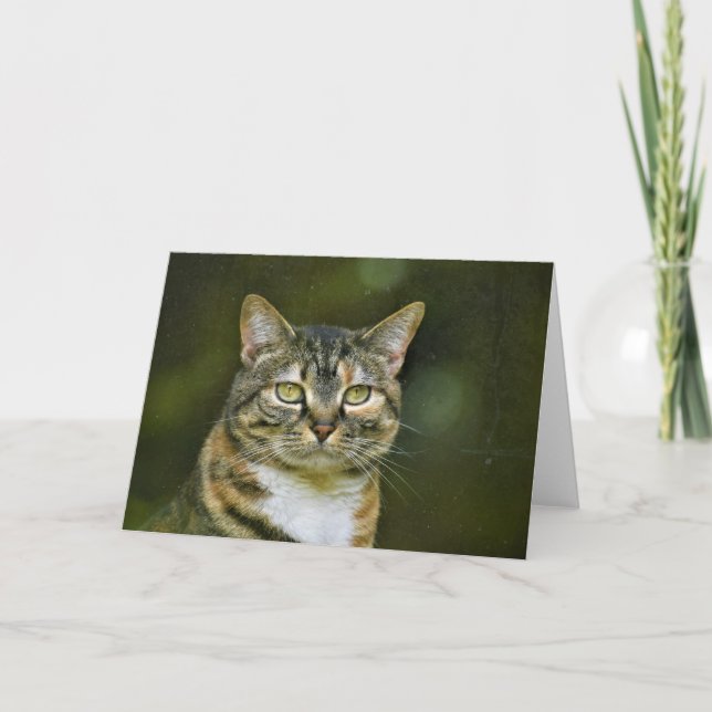 Tabby Cat, cartão (Frente)