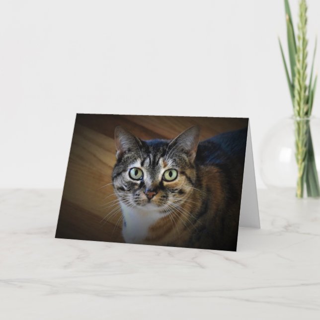 Tabby Cat, cartão (Frente)