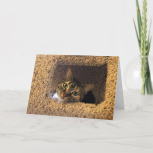 Tabby Cat, cartão