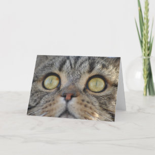 Tabby Cat - Cartão de saudação