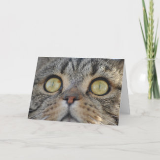 Tabby Cat - Cartão de saudação